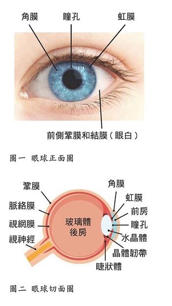 眼球形狀|眼睛的結構和機能